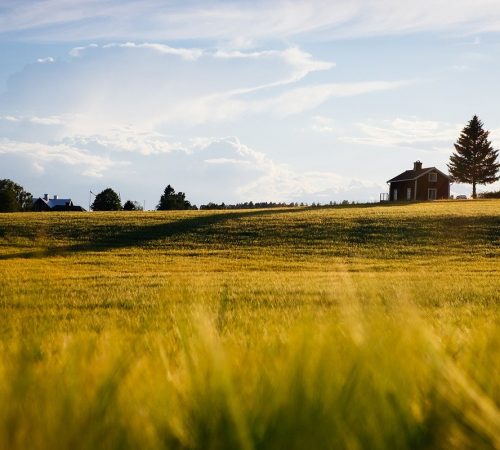 agriculture, blur, countryside